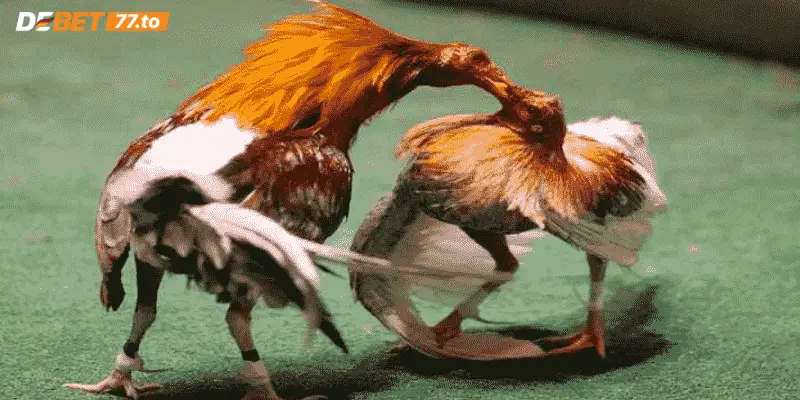 Lưu ý khi chơi đá gà trực tuyến