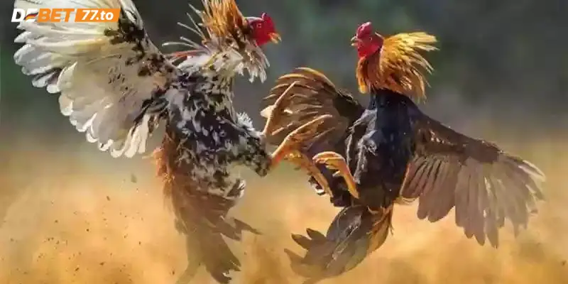 Tìm hiểu đá gà Thomo là gì? 