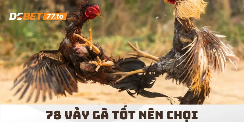 78 vảy gà tốt nên chọi – Top chiến thần bất bại