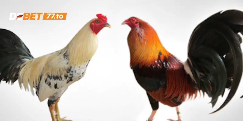 Các kiểu vảy gà là những chiến kê thiện chiến