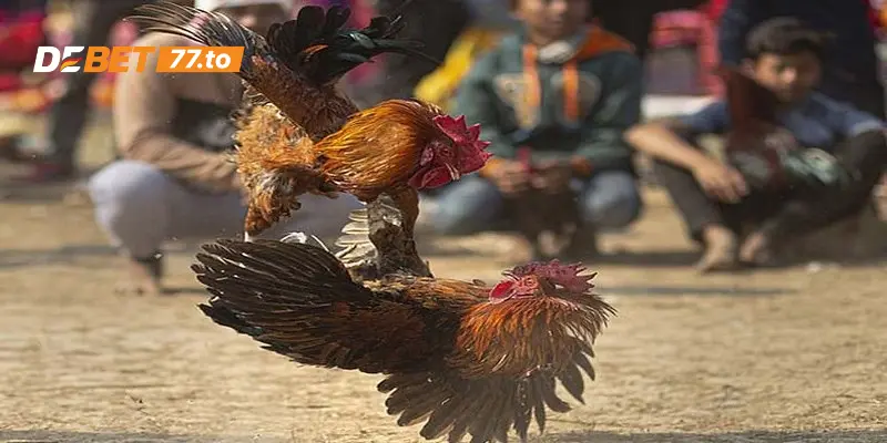 Tìm hiểu màu mạng gà đá là gì?