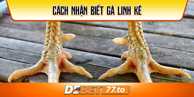 cach-nhan-biet-ga-linh-ke-debet