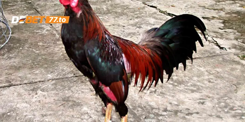 Tìm hiểu về gà linh kê